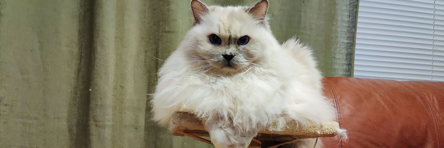 Petteri Koskinen banner