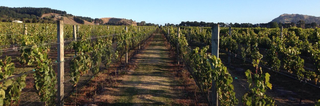 Taradale Grumpy Wino’s Wine Club banner