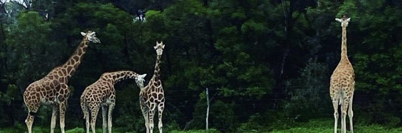 Bree_Morey's profile banner image