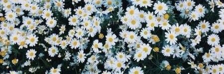 moniaviolenta's profile banner image