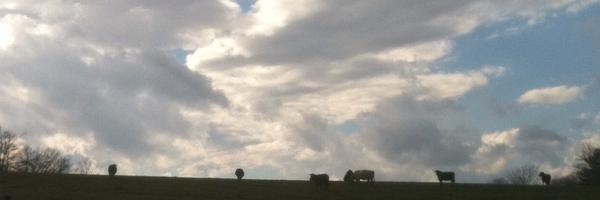 wfaulkn Profile Banner