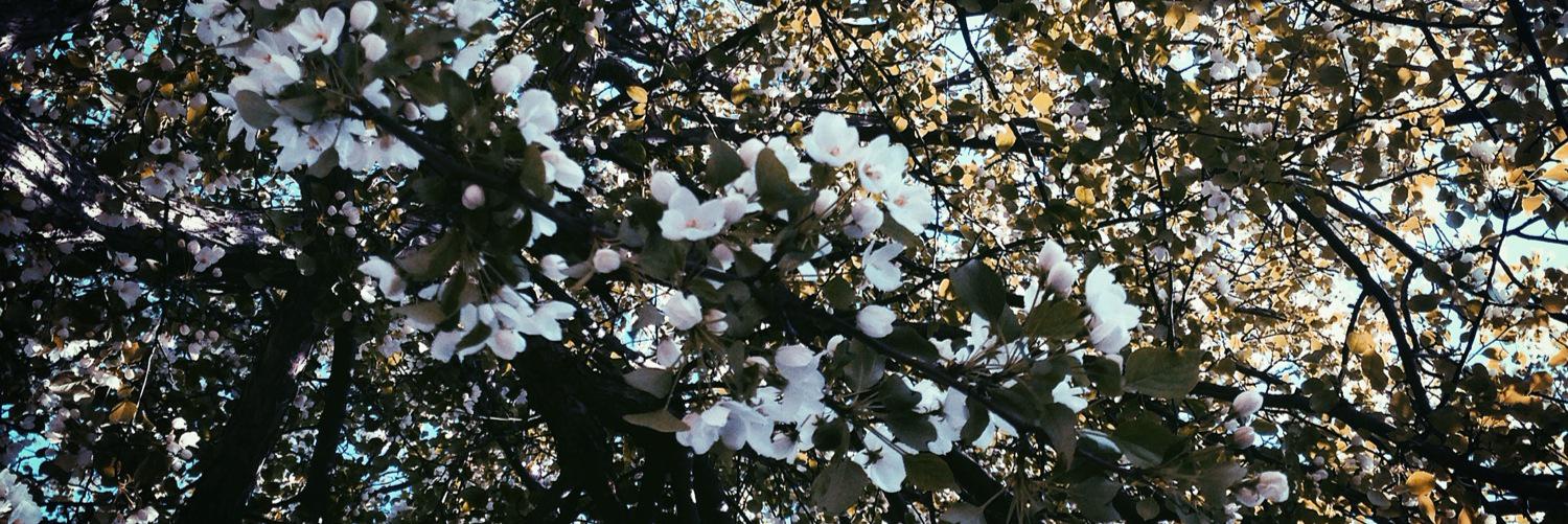 _RussianFlower_'s profile banner image