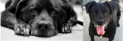 Promise4Paws banner