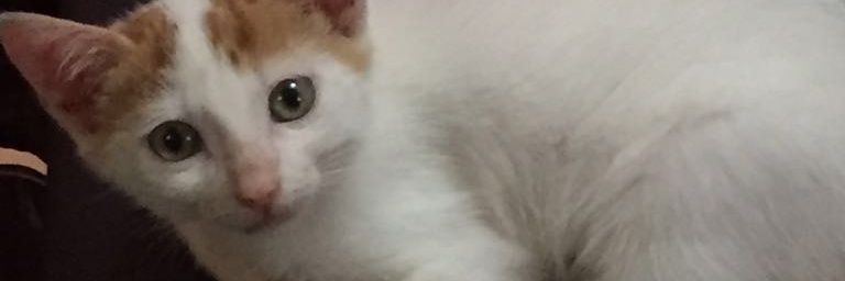 Fafa416's profile banner image