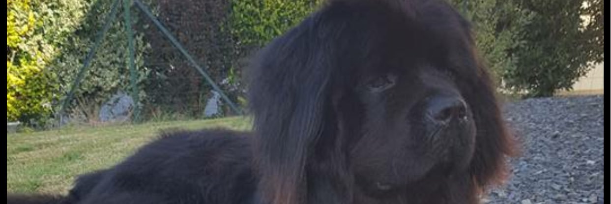 didihunault's profile banner image