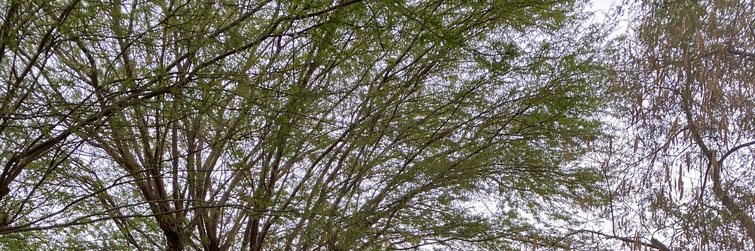 sronh35's profile banner image