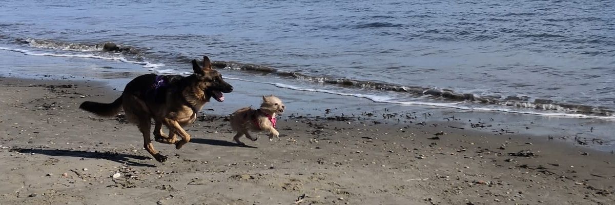 DogCalm's profile banner image