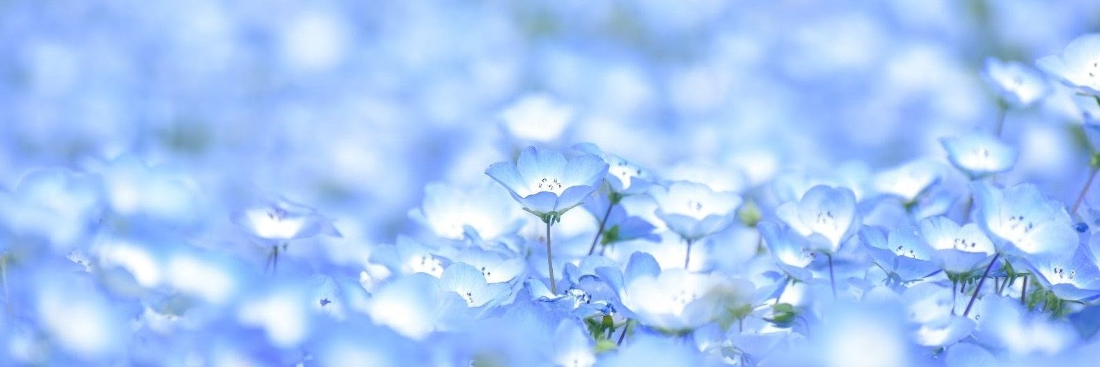 neru_neru_nga67's profile banner image