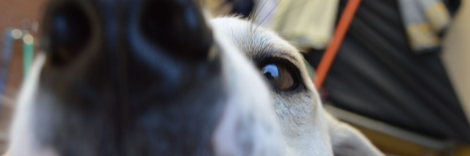 iamsooodan's profile banner image