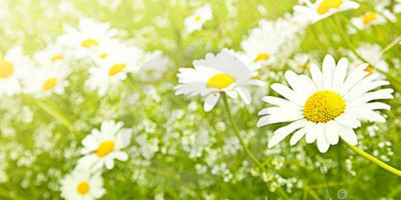 MetaMoro_Fanpag's profile banner image