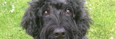 MandyMessurier's profile banner image