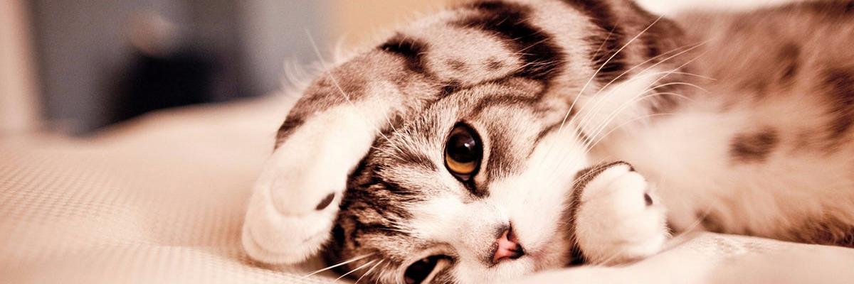 nukkun_t's profile banner image