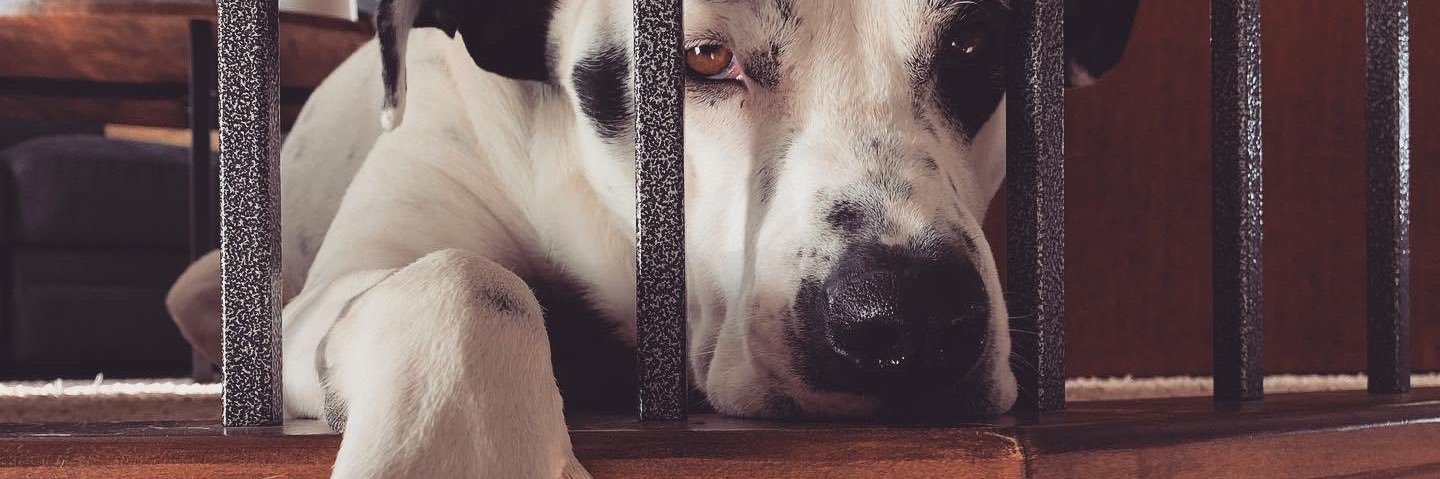 Emily J Morrison banner