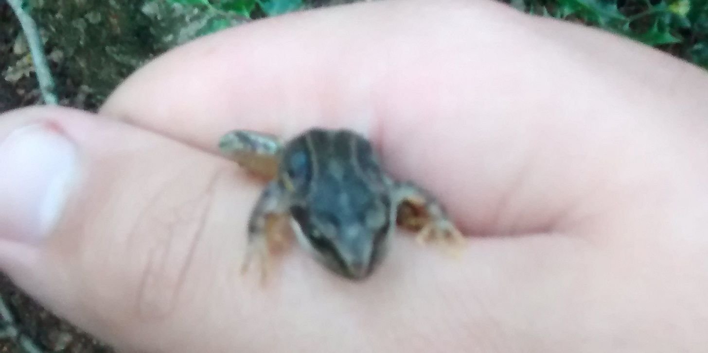 WAA CRACKALAKIN banner