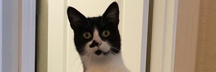 Samouchemouche's profile banner image