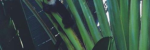 RaqueIIeStevens's profile banner image