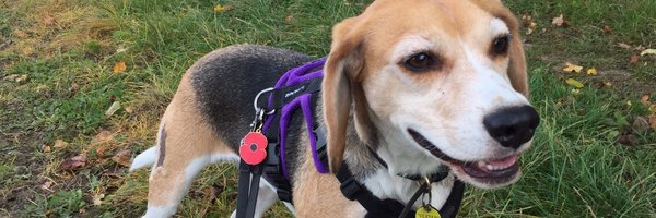 rescuedogdexter Profile Banner