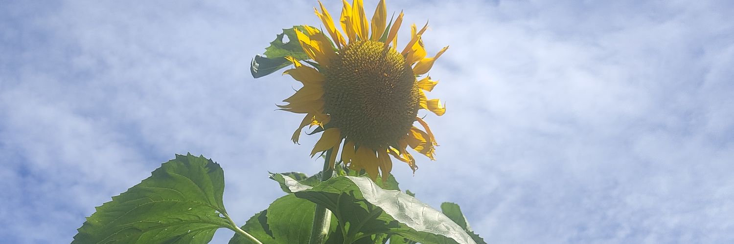 あふろん🥦 banner