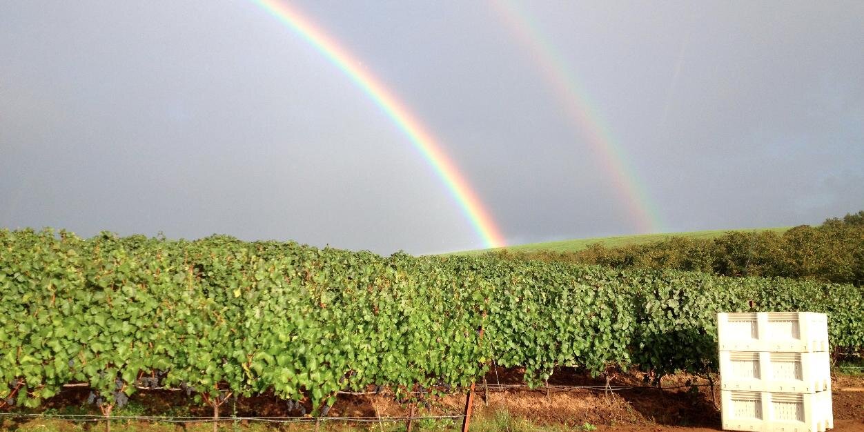 WineBuzzEd's profile banner image