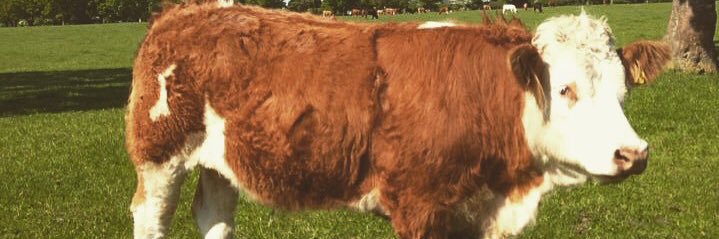 Alexander Nield banner