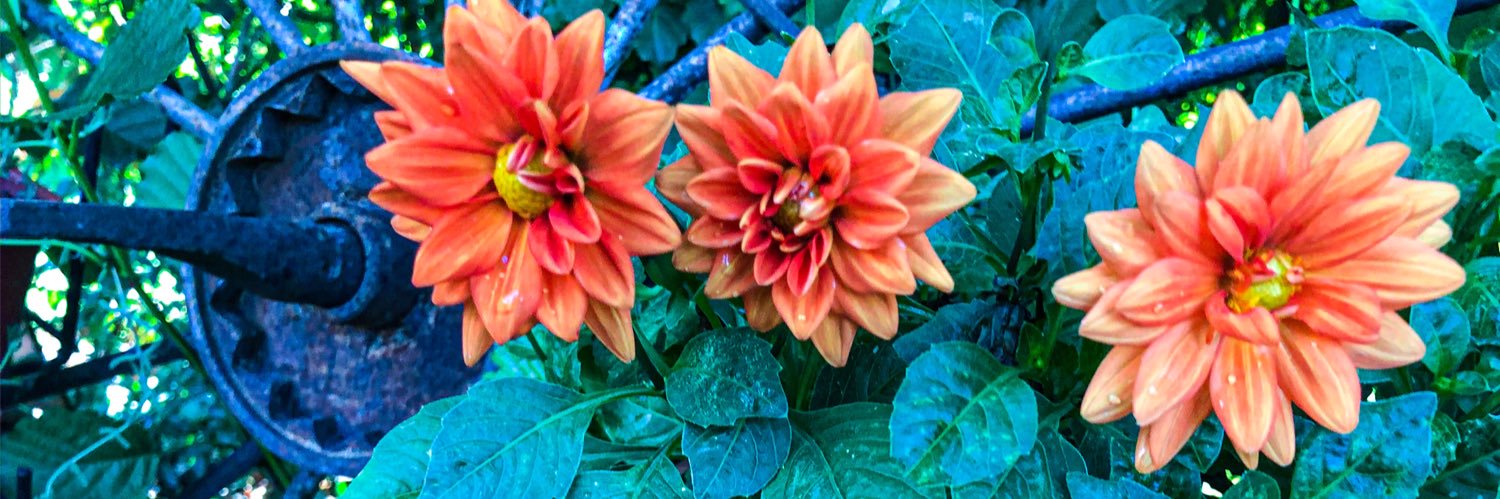 gotomercury's profile banner image
