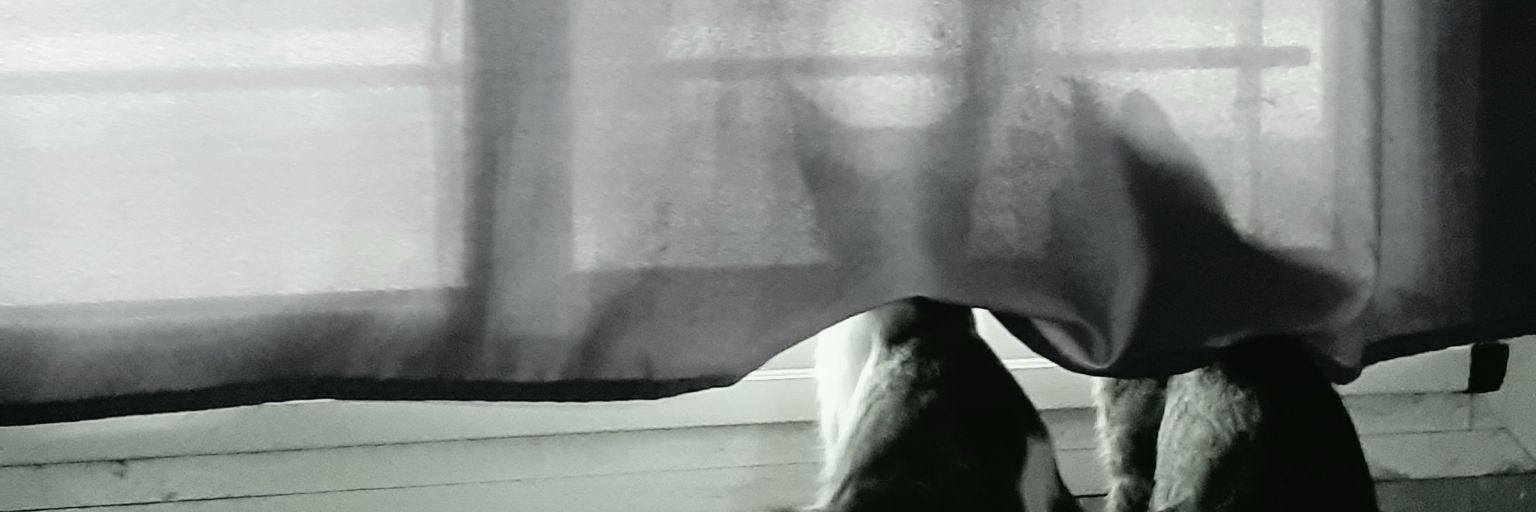 lucii105's profile banner image