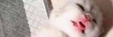 cherrylsz's profile banner image
