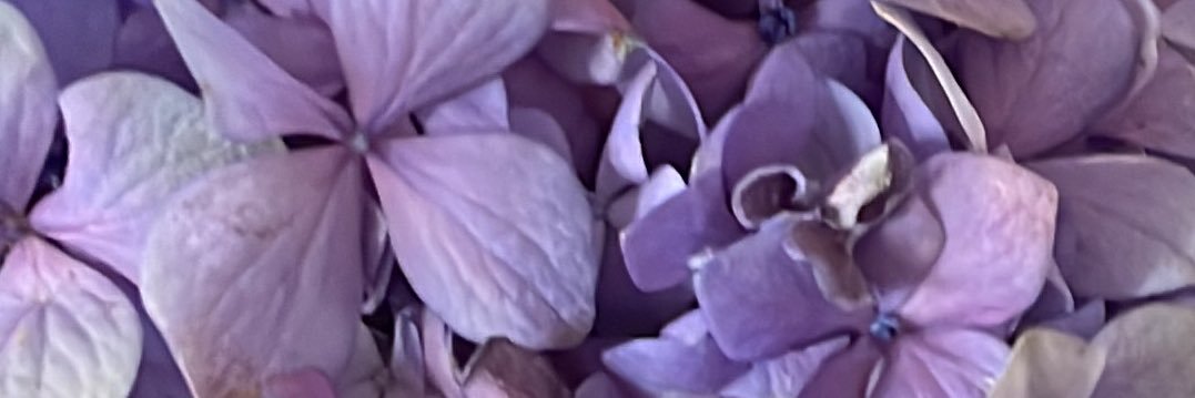 molisauria's profile banner image