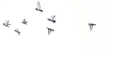 fofoh09's profile banner image