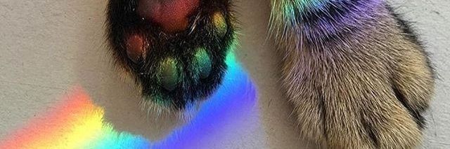 GomitasFelinas banner