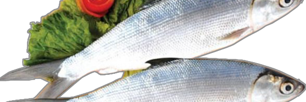 donabilasi's profile banner image