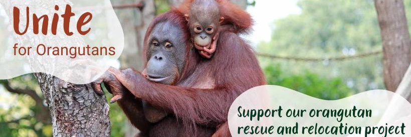 Orangutan Land Trust🦧 (also on Bluesky)'s banner