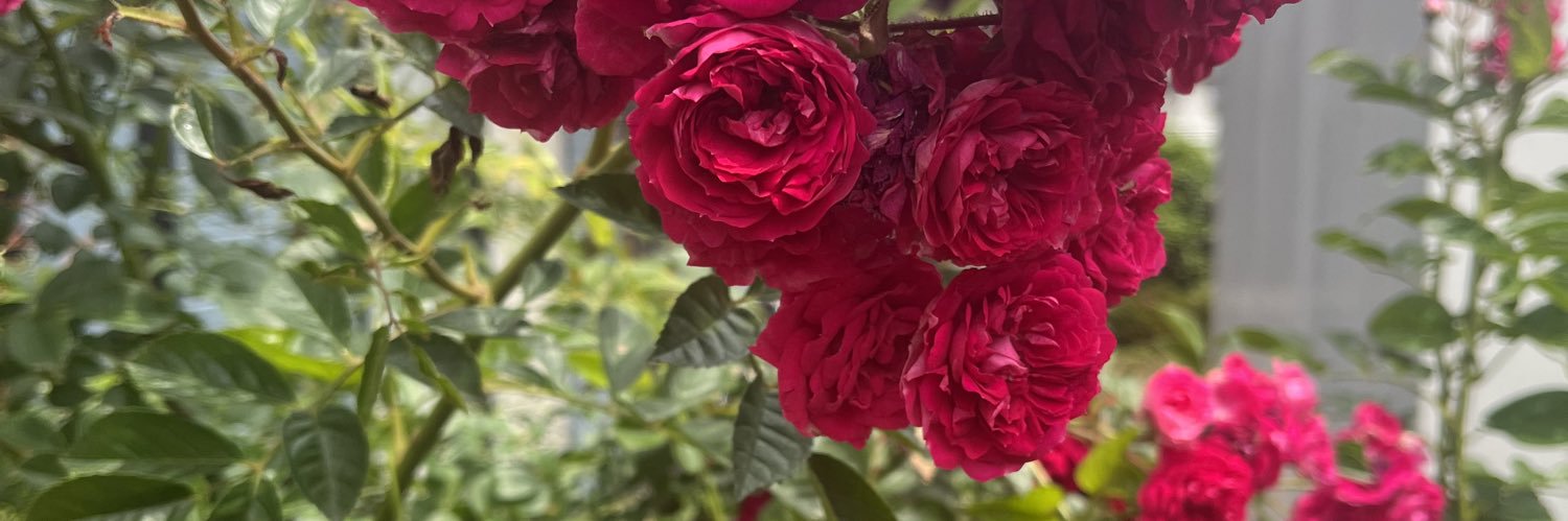 astoraia's profile banner image