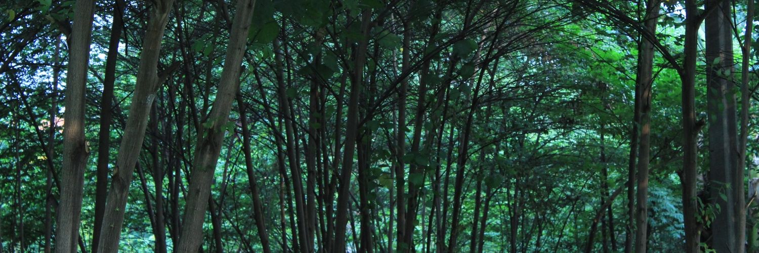 lutfisyafi's profile banner image
