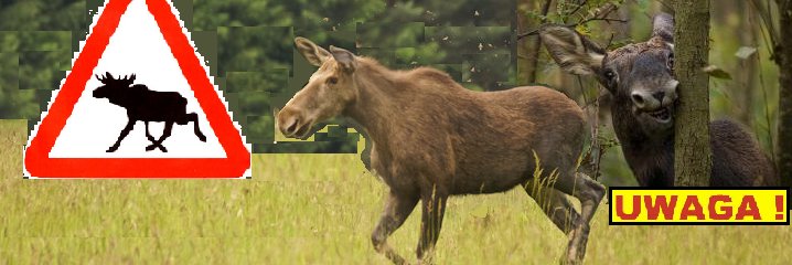 Olijfjee's profile banner image