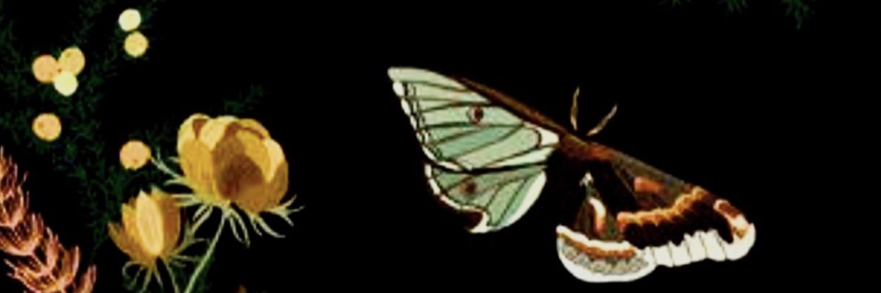 Wickeddtigerr's profile banner image