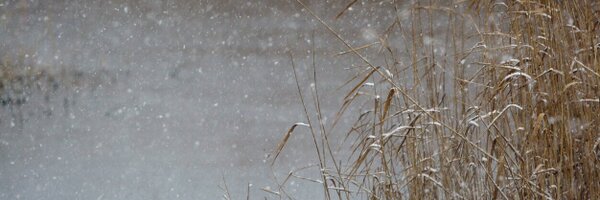 GPCbirding Profile Banner