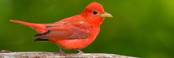 BirdWatchDaily Profile Banner