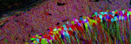 Colin McClure banner