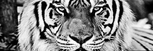 ninaleeng's profile banner image