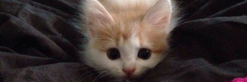 itstaney's profile banner image