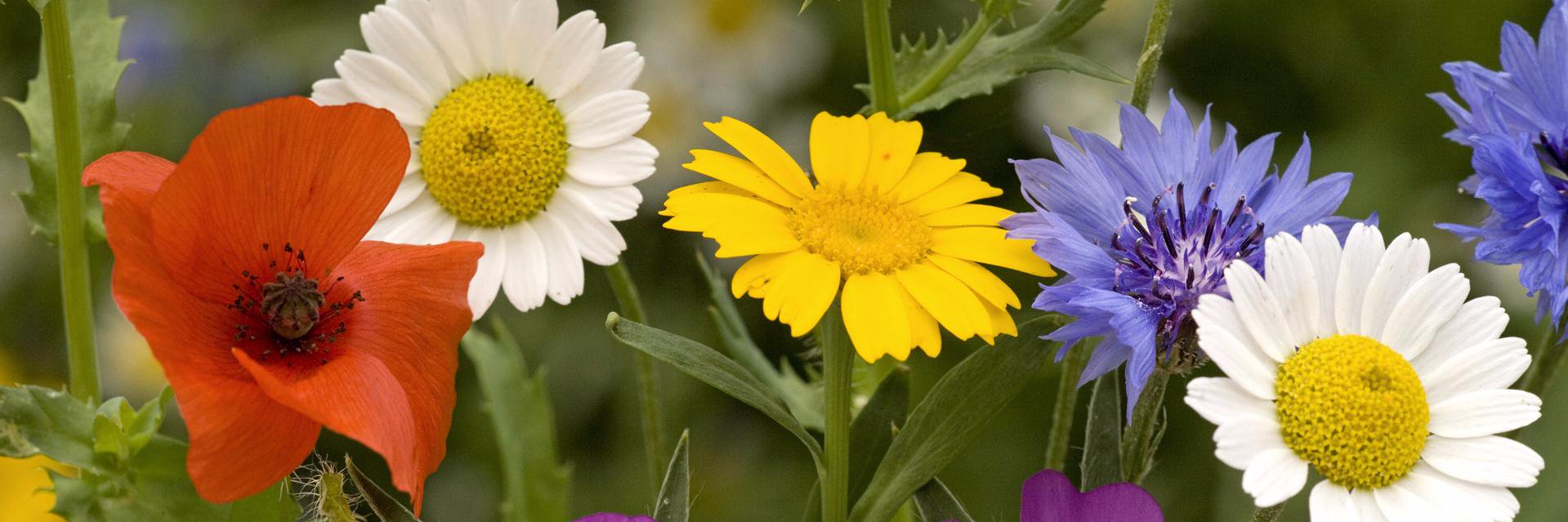 FloweringWorld's profile banner image