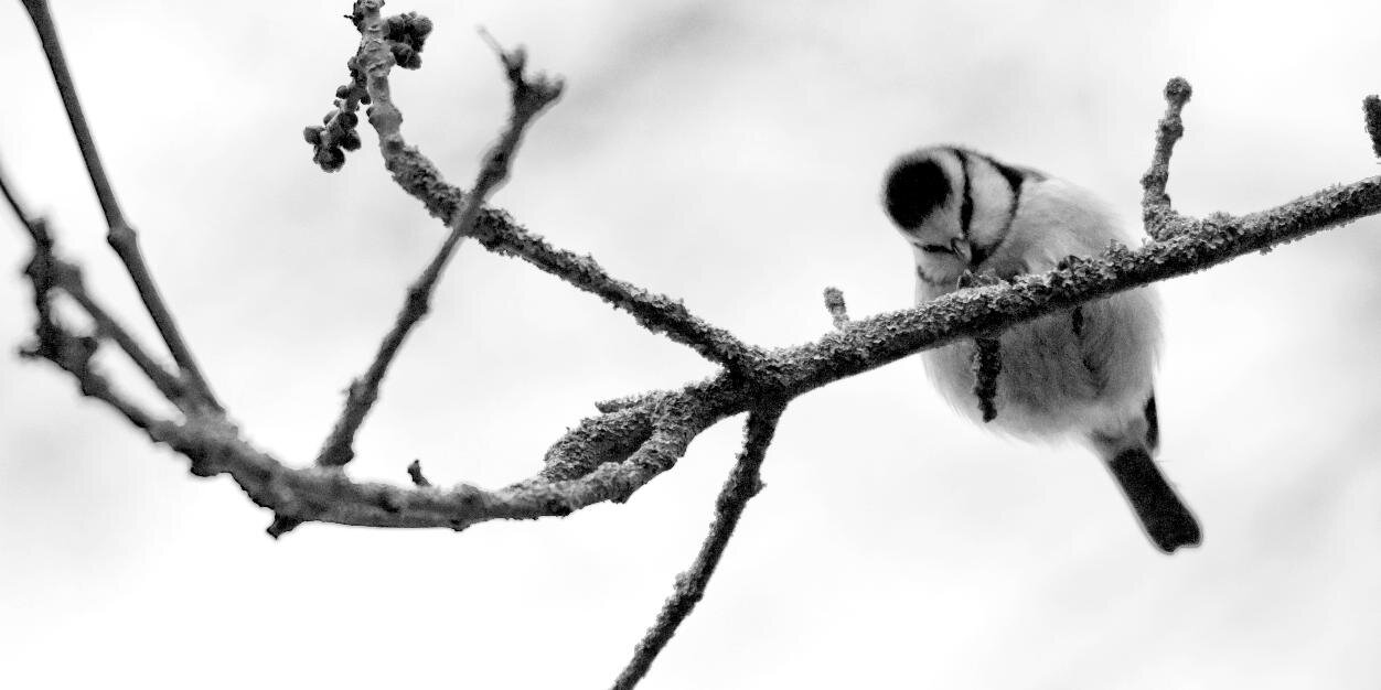 Skullbryar's profile banner image