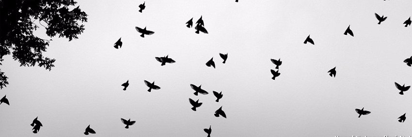 ridvanornekk's profile banner image