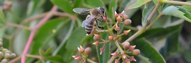 PorUnMundoConAbejas banner