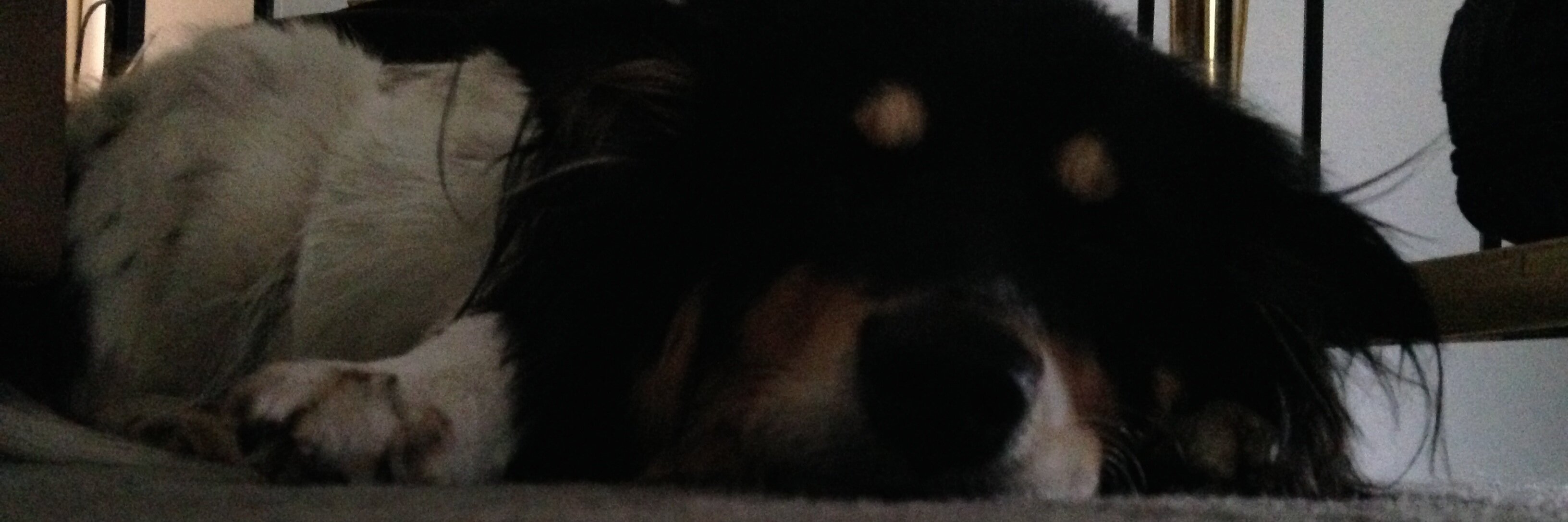 KiloOfCockayne's profile banner image