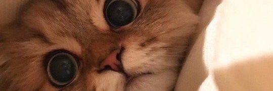 sadeeqgane's profile banner image
