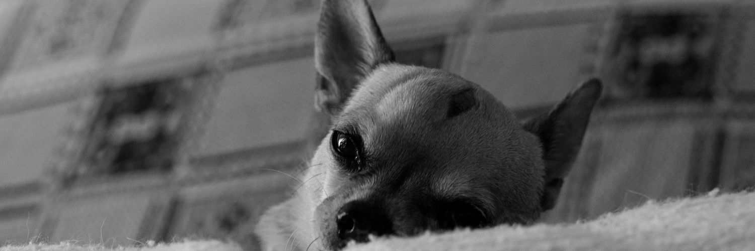 Rociio017's profile banner image