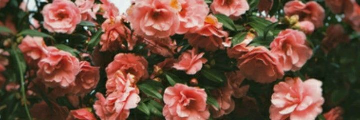 Victoria_A99's profile banner image