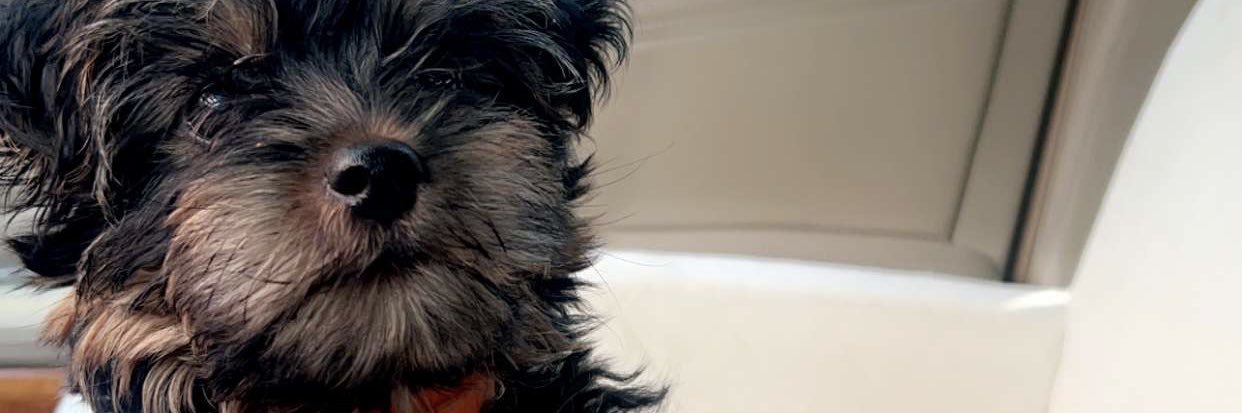 T. banner